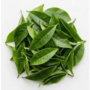 Camellia sinensis leaves
