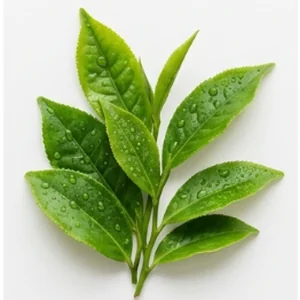 L-Theanine